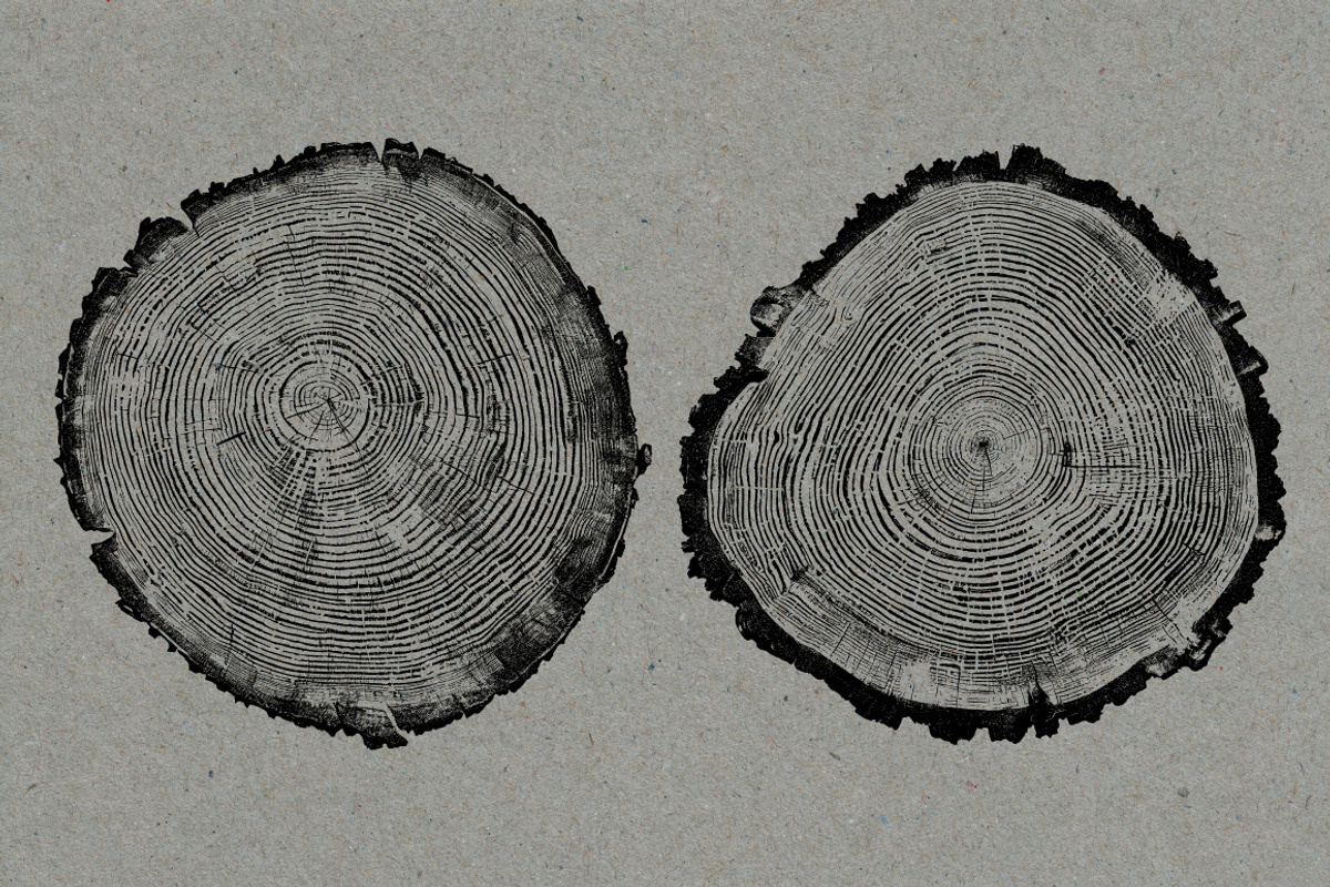 26 Large Tree Ring Textures, a Texture Graphic by Offset (Photo 7 of 16)