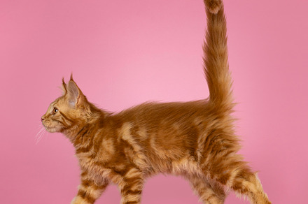Maine Coon cat kitten on a pink background, an Animal Photo by Cat'chy Images by Nynke