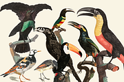 Black Birds Collection, an Animal Illustration by Lilithcollageart (Thumbnail 3 of 7)