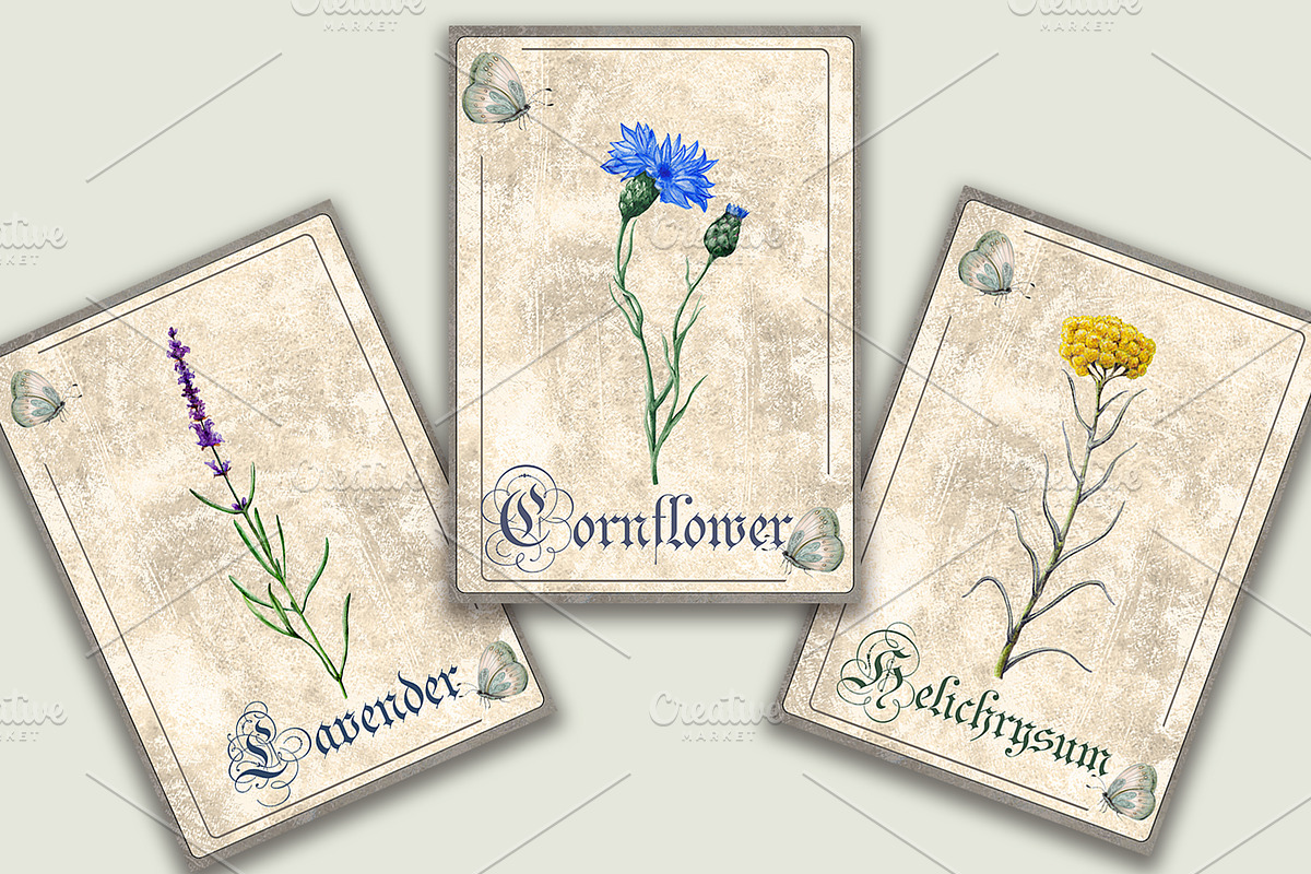 Herbal Botanical Cards, an Illustration by Arevka (Photo 3 of 3)