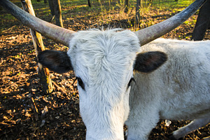 White bull with long curved horns standing in a wooded area, cap, an Animal Photo by Ales Munt
