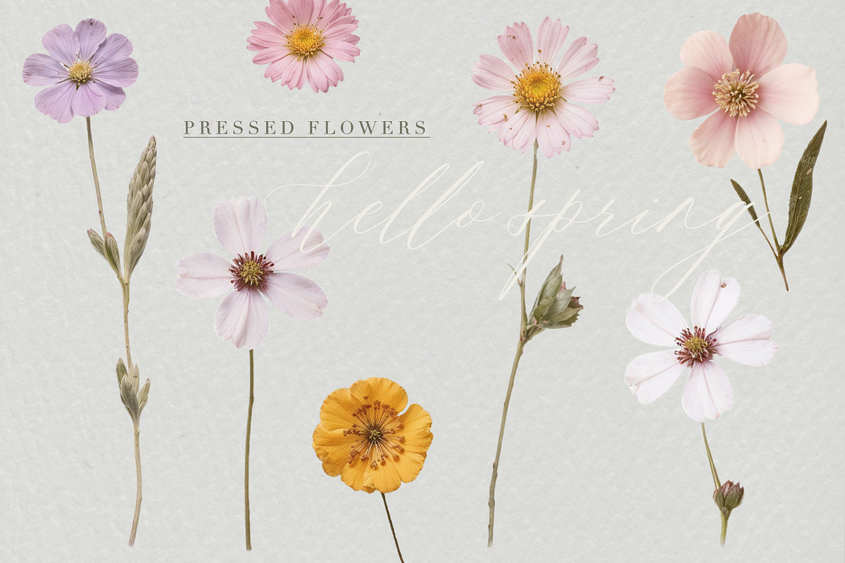 Pressed Flowers (Png) HELLO SPRING, a Background Graphic by by creative paper (Photo 2 of 13)