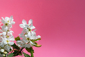Cluster of delicate white blossoms with green leaves set against, a Nature Photo by Ales Munt