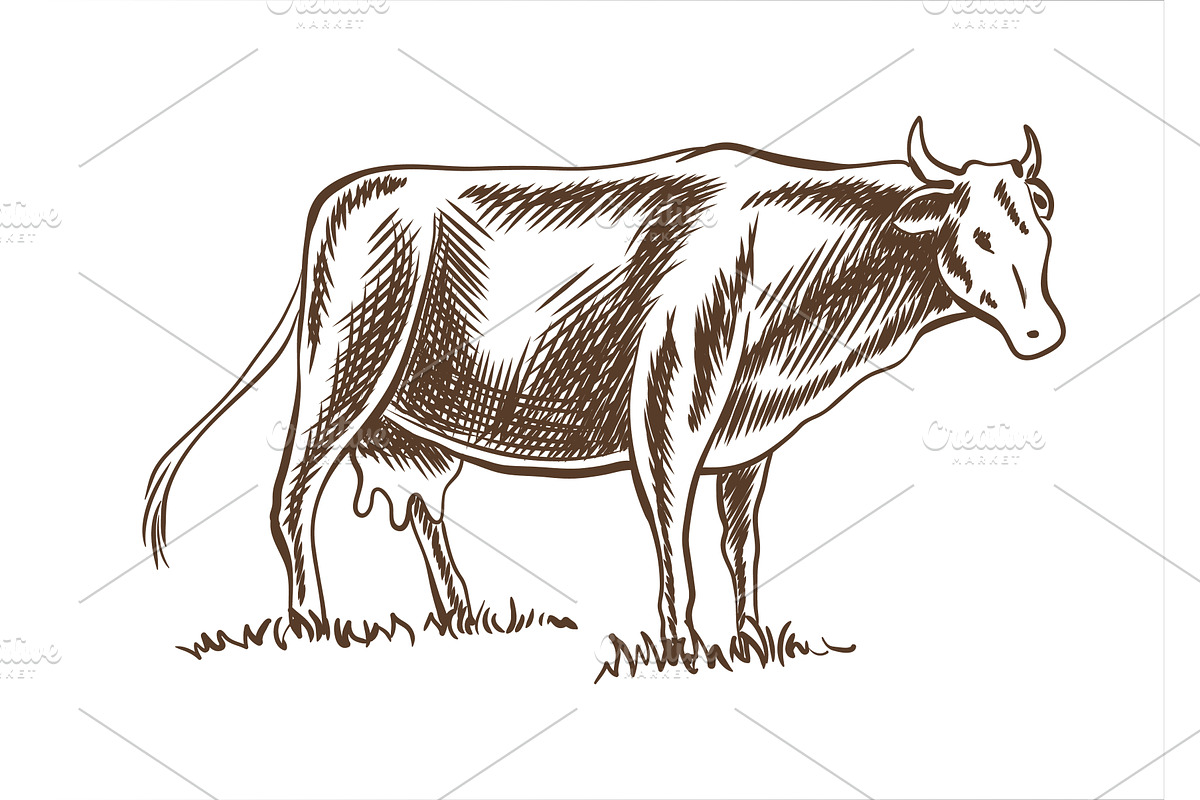 Cows grazing on meadow. Hand drawn, an Animal Illustration by the8monkey