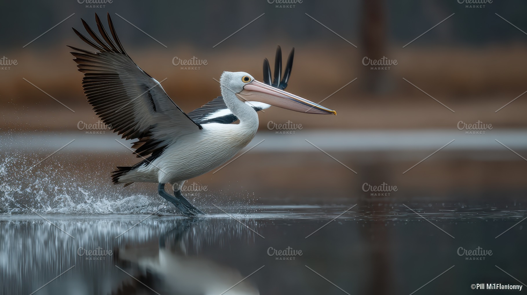 Australian Pelican Takes Off Water S, a Photo by Pixeness Studio