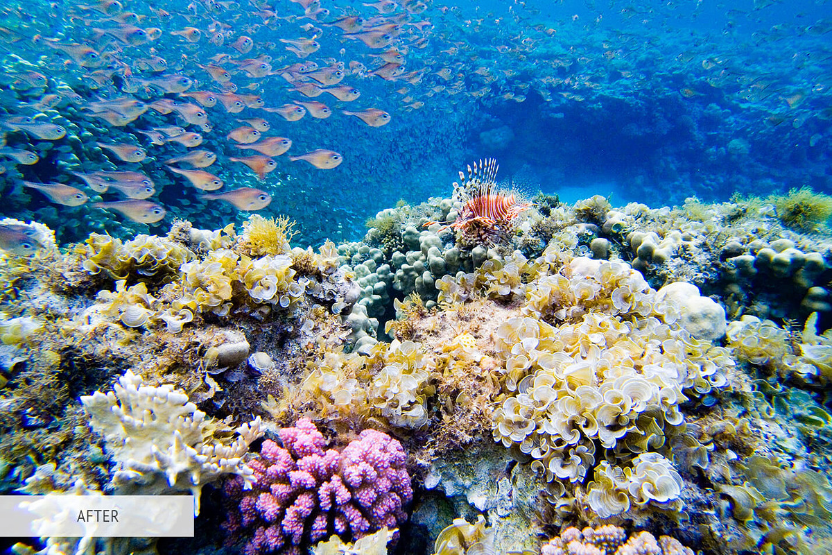 Underwater Photography Presets, a Plug-in Add-On by FixThePhoto (Photo 23 of 32)