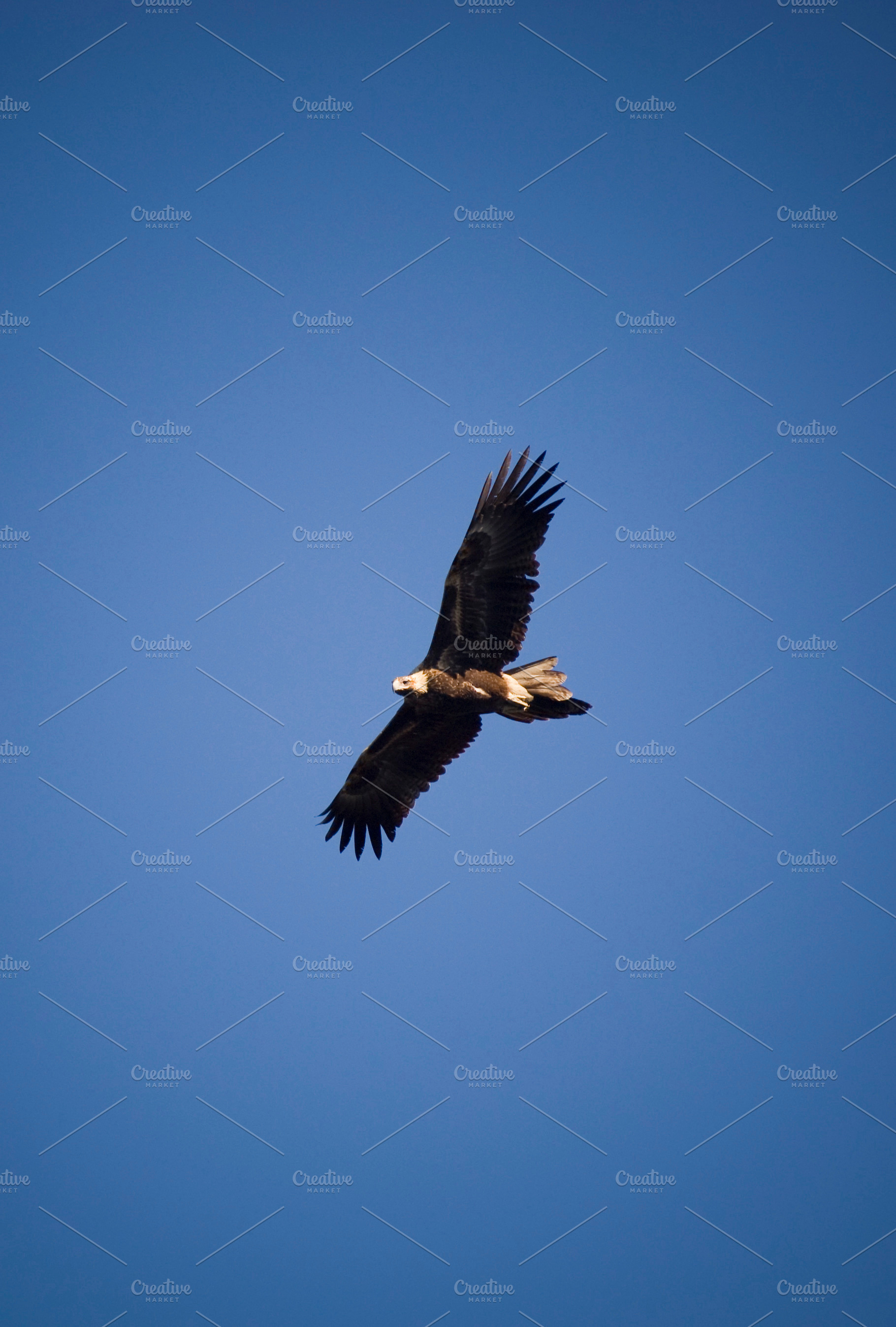 Wedge-tail Eagle, an Animal Photo by THP Creative