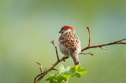 closeup of a House sparrow standing, an Animal Photo by AlexBush
