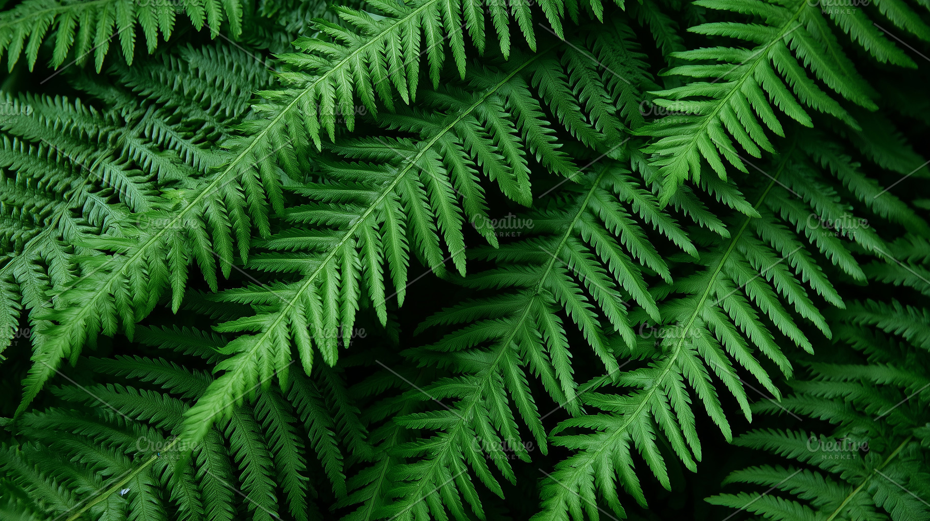 Close up of fresh green fern leaves, a Nature Photo by MistyDay