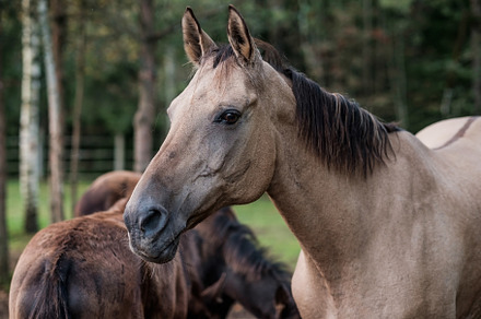 Horse on nature., an Animal Photo by Koldunova