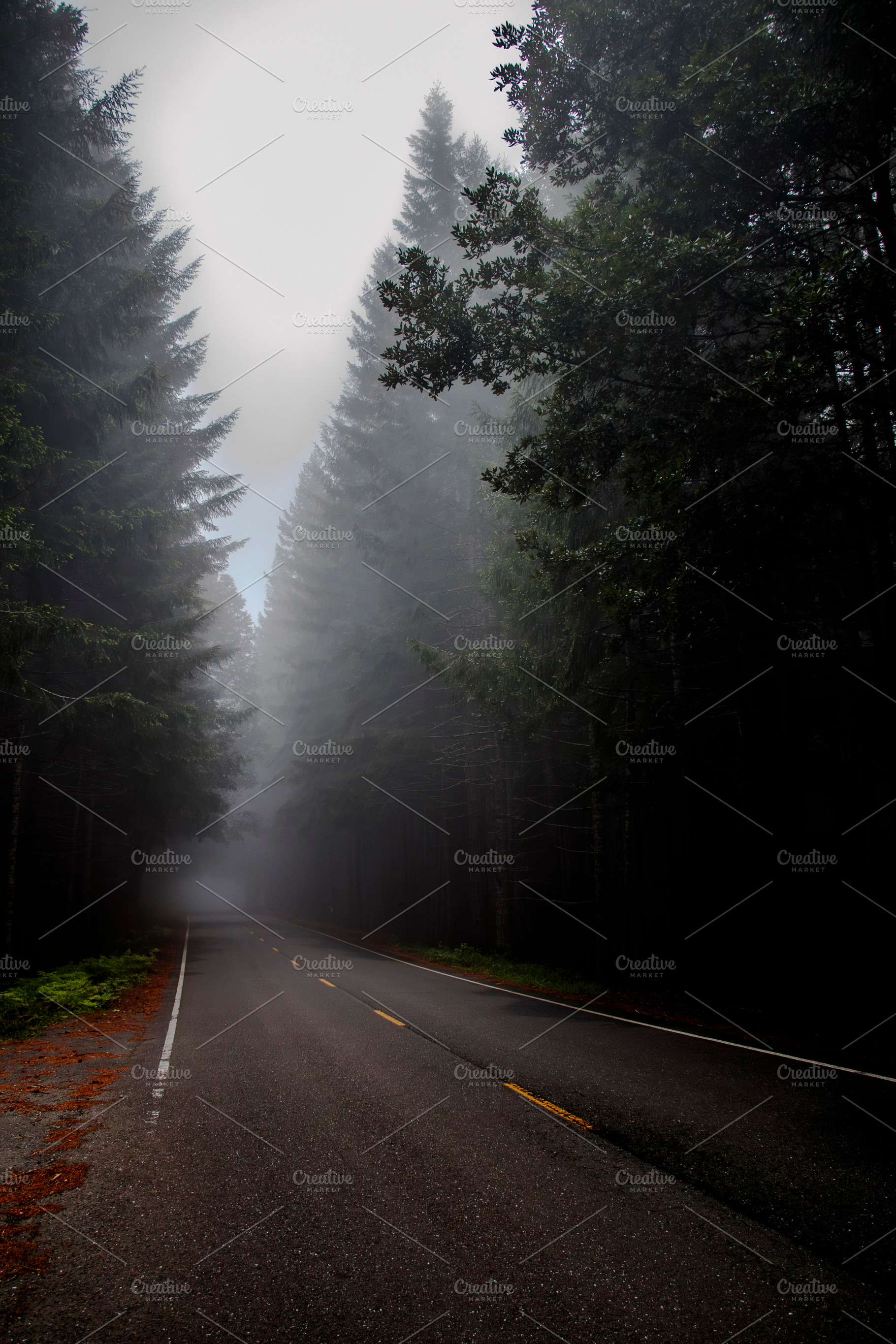 Misty Redwood Forest Road, a Nature Photo by Jillian Butolph
