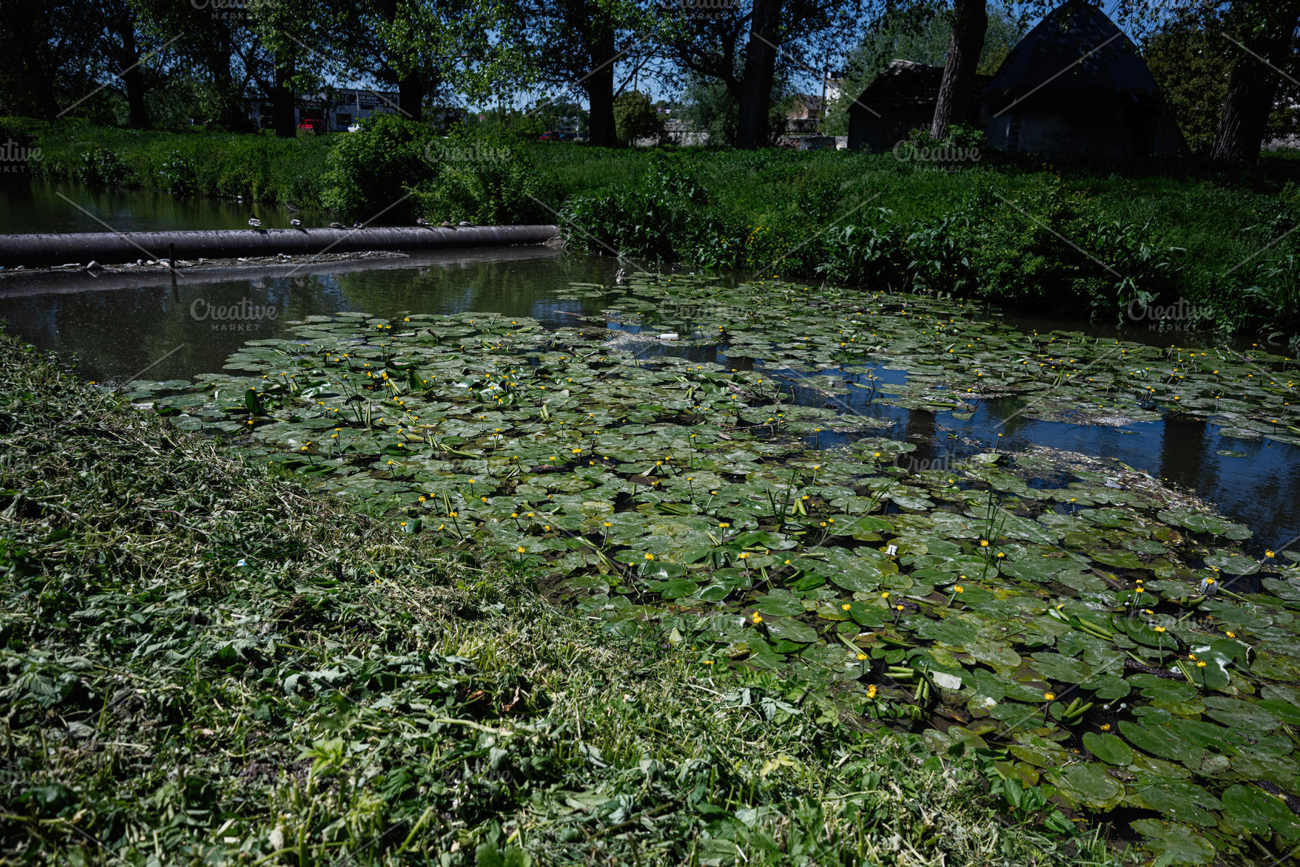 Beautiful natural pond surrounded by lush green vegetation and blooming yellow, a Photo by AS photostudio