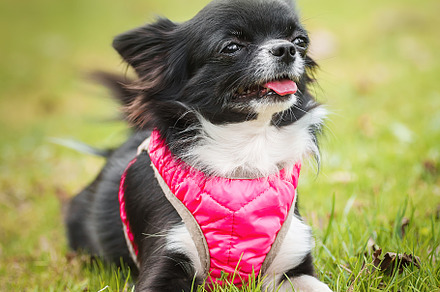 Funny little chihuahua dog plays on, an Animal Photo by AlexBush