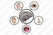 Five Senses Brain, an Object Graphic by Christos Georghiou