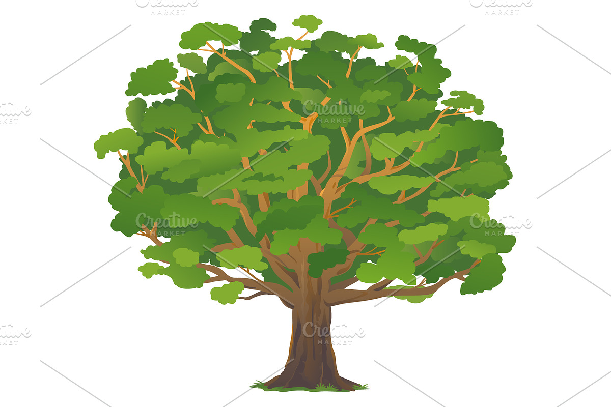 One old oak tree isolated, an Illustration by Oceloti