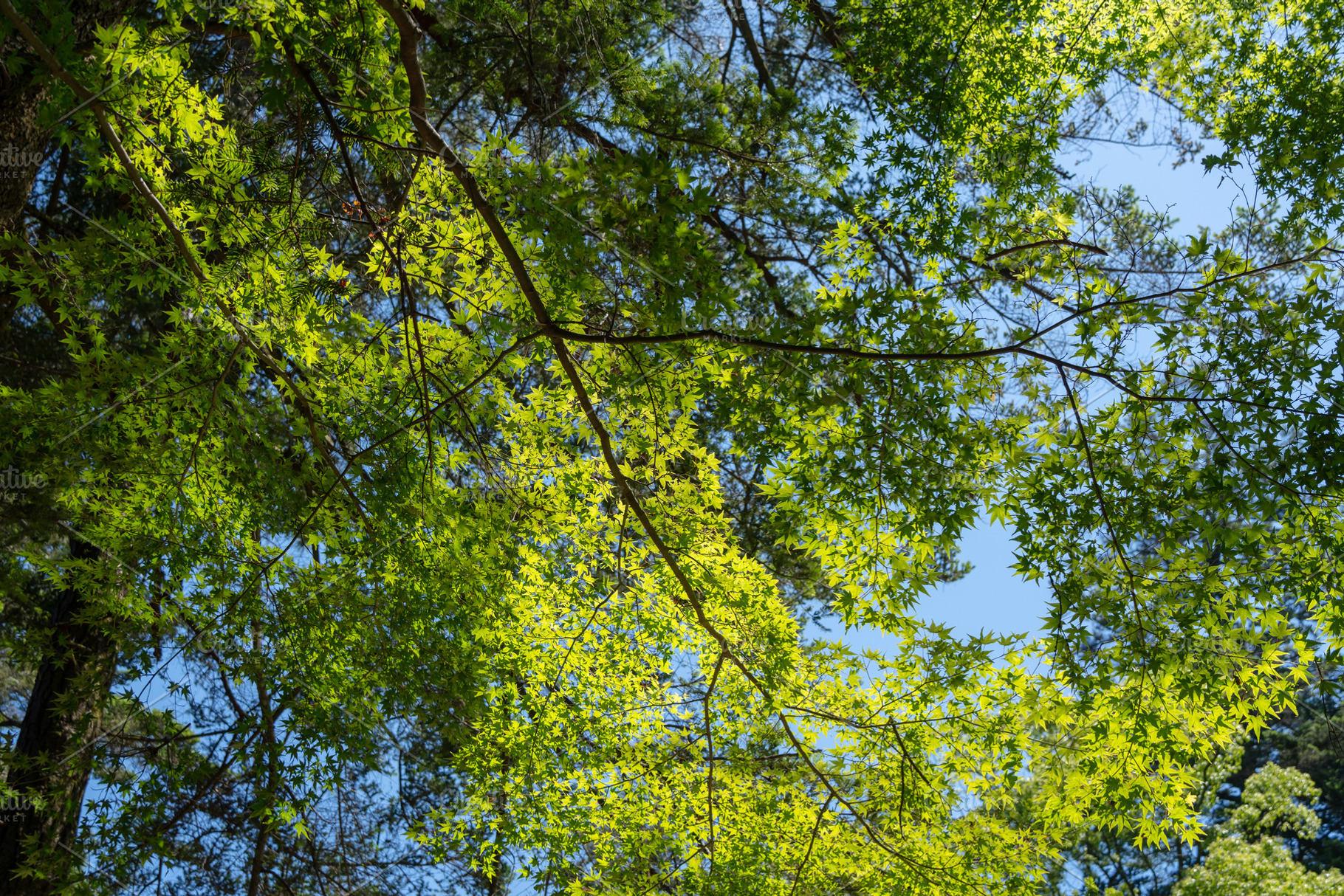 Japanese maple leaves on Miyajima Island near Hiroshima, Japan, a Nature Photo by GoodGoods