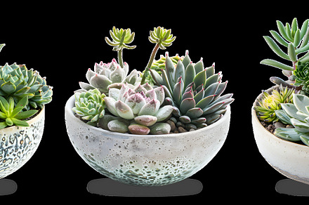 Selection of succulent flowers
