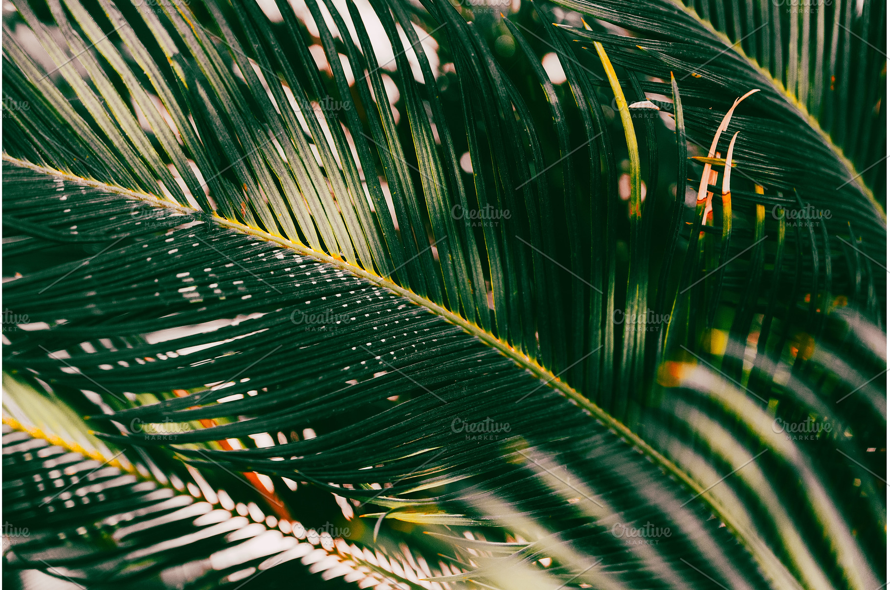 Palm leaves in the garden in spring, a Nature Photo by VictorGrow