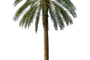 Palm Tree Isolated On White.