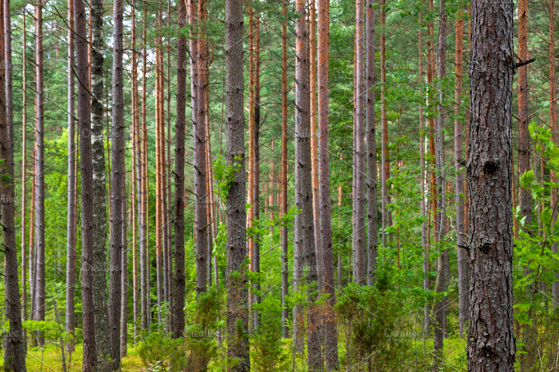 Forest tree background, a Nature Photo by BOOCYS