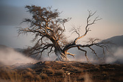 48 Dying Tree Images, a Nature Photo by h.utomo (Thumbnail 28 of 48)