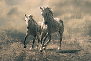 14 Landscape Sensation Presets, a Preset Add-On by Timeless Presets (Thumbnail 13 of 13)