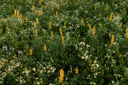 Yellow flowers
