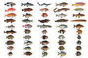500+ Vintage Fish Illustrations, an Illustration by Dene Studios (Thumbnail 13 of 15)