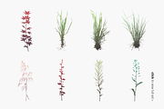 Herbarium: Set 1, a Decorative Illustration by Texture Fabrik (Thumbnail 18 of 19)