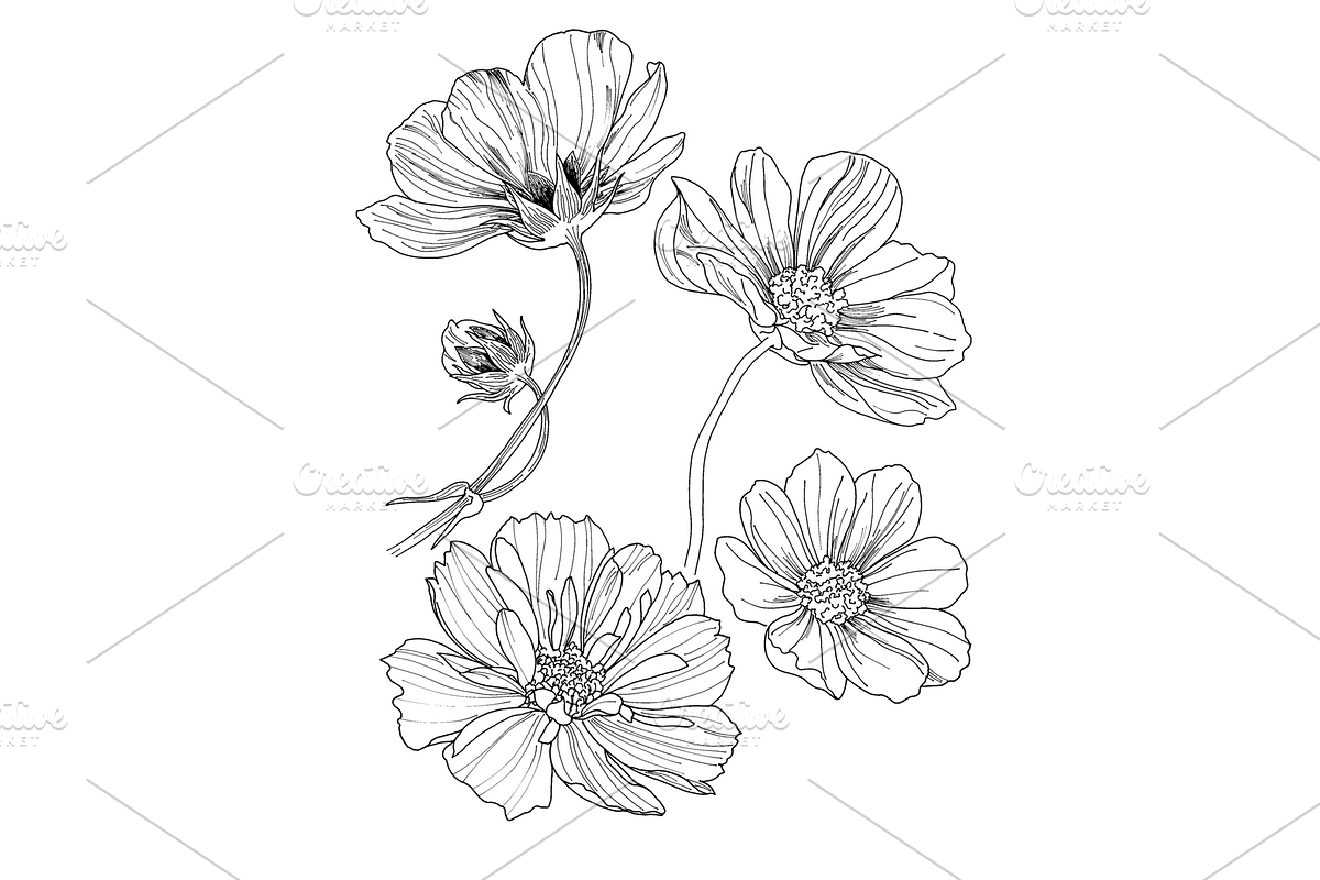Flowers outlined, an Object Graphic by VictoriaKStudio (Photo 3 of 4)