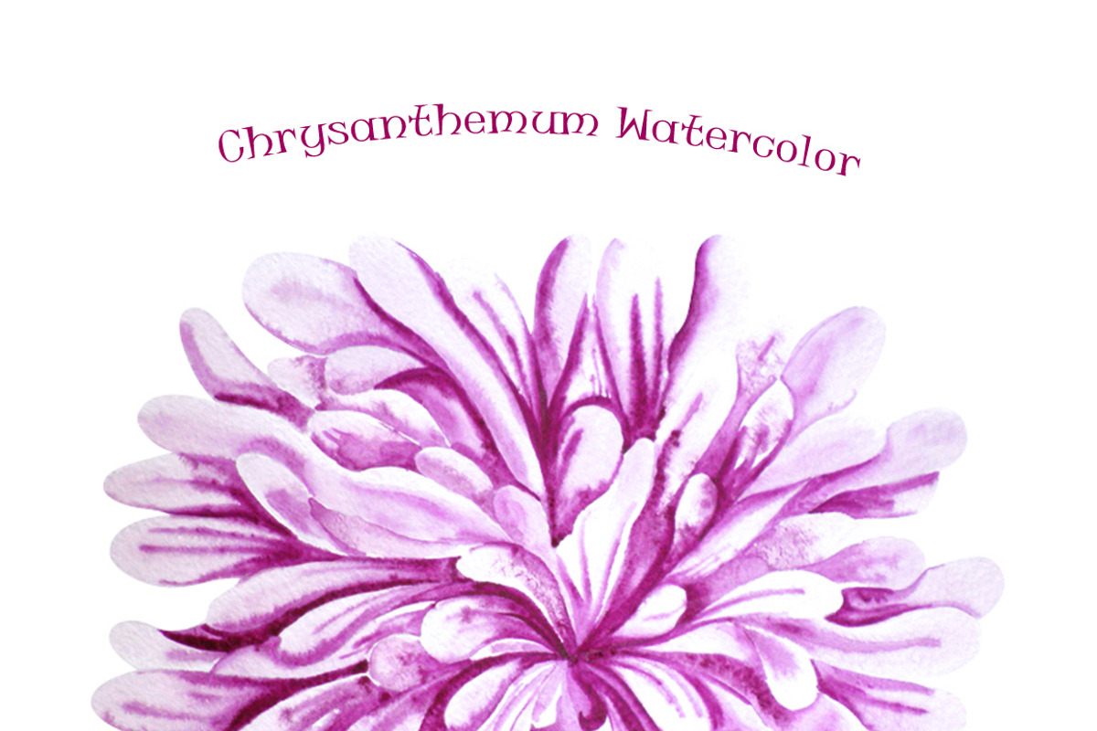 Watercolor Purple Chrysanthemum, a Graphic by KsanasK.Art