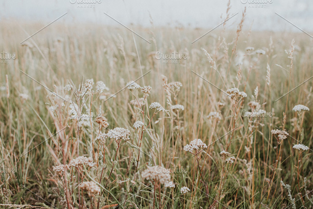 Prairie Field, a Nature Photo by Wild Wander Collective (Photo 2 of 2)