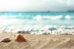 Seashells on Sunny Tropical Beach, a Holiday Photo by Davizro's Market