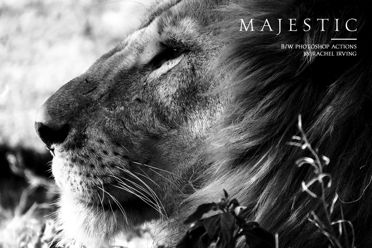Majestic: Black + White PS Actions, an Action Add-On by Heart + Soul Studios (Photo 12 of 15)