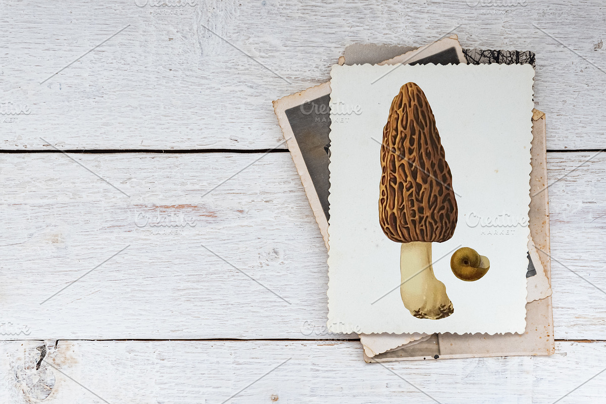 Vintage Mushrooms & Snails Clip Art, an Animal Illustration by Patterns for Dessert (Photo 5 of 6)