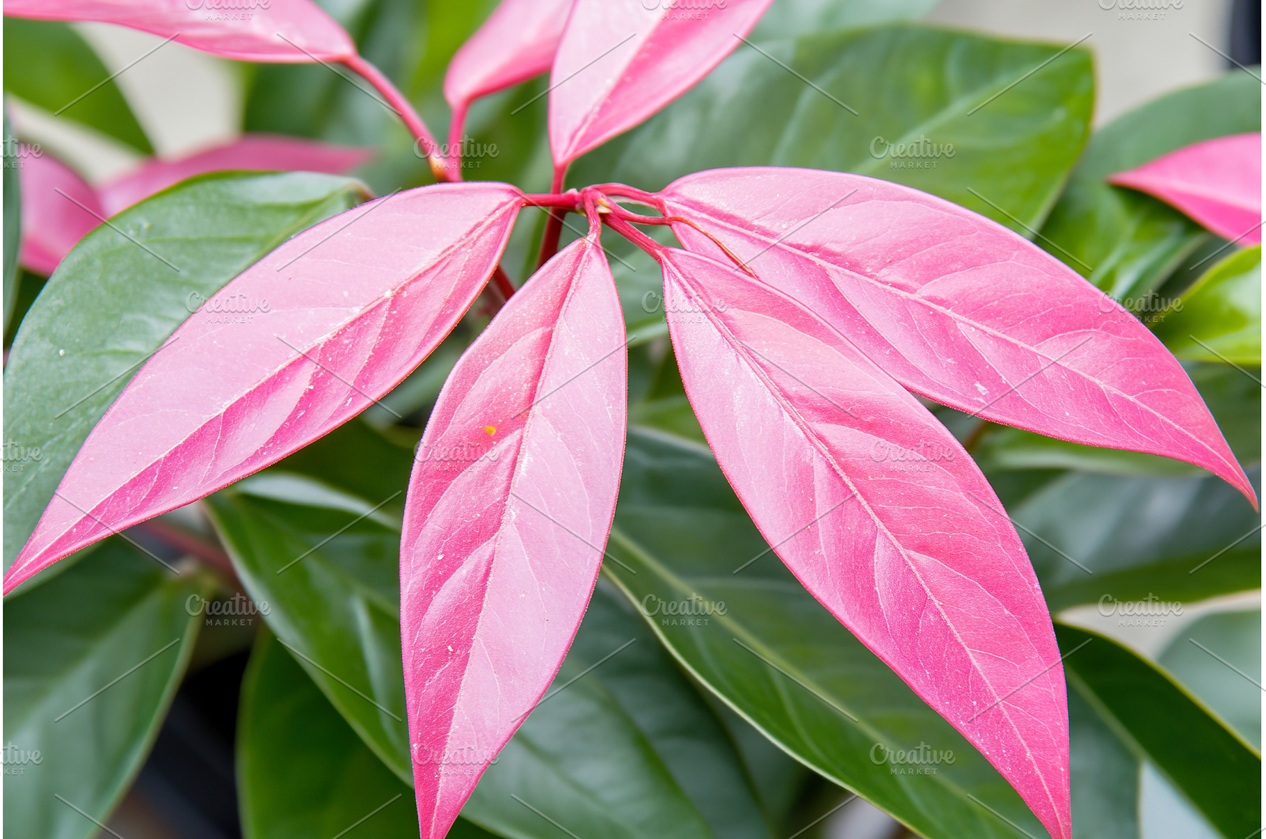 Photinia plant with striking red new, a Nature Photo by Lermont51