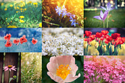 Flower collection 100 photos, a Nature Photo by Vladimir Kazimirov (Thumbnail 4 of 14)