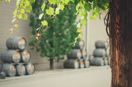 Pinot Noir preview 6
