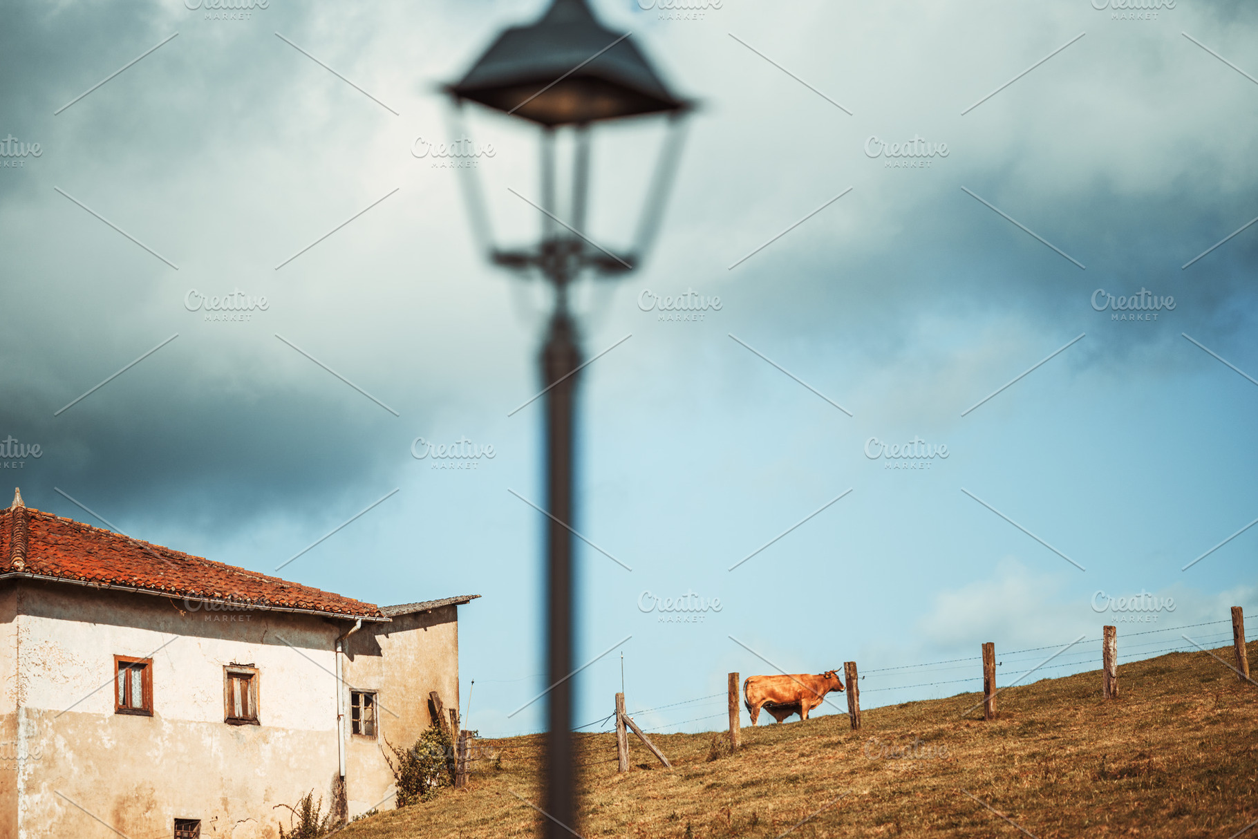 Cow on hillside, blurred lamp, an Animal Photo by SkyNext