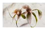 Orid Co. Orchid Flower art, a Texture Illustration by milatovar (Thumbnail 6 of 16)