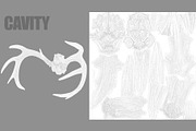 Deer Horns, an Animal 3D Model by Beatheart Creative Studio (Thumbnail 15 of 17)
