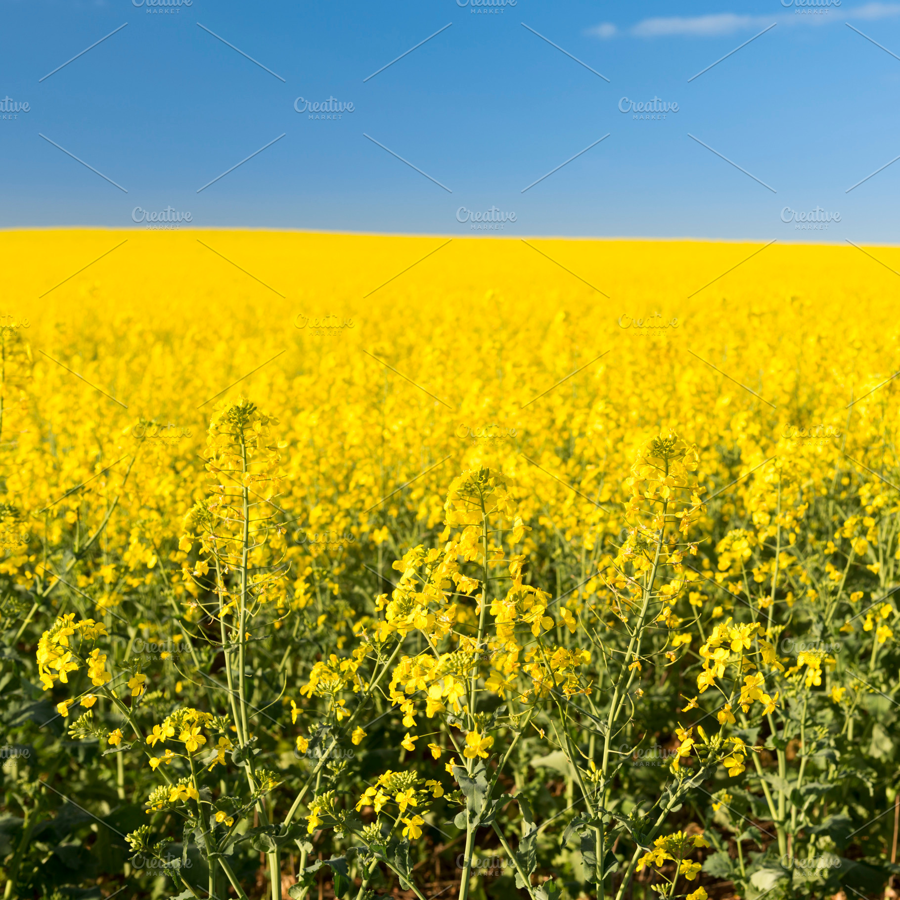 Rapeseed Field, a Nature Photo by THP Creative