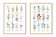 Wild herbs. Wildflowers in summer, an Illustration by irina.vaneeva (Thumbnail 5 of 5)