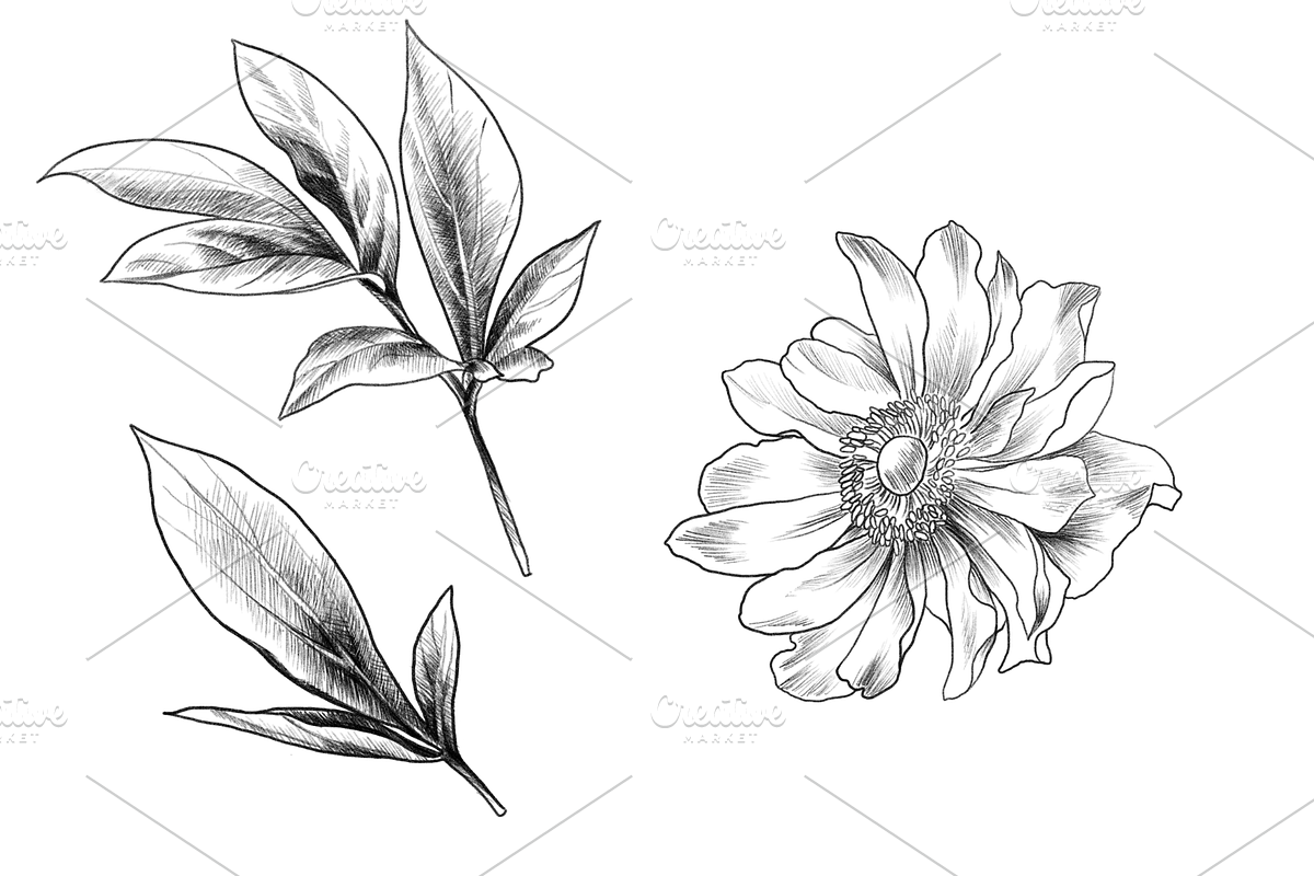 Peony Blooms, an Object Graphic by VictoriaKStudio (Photo 5 of 5)