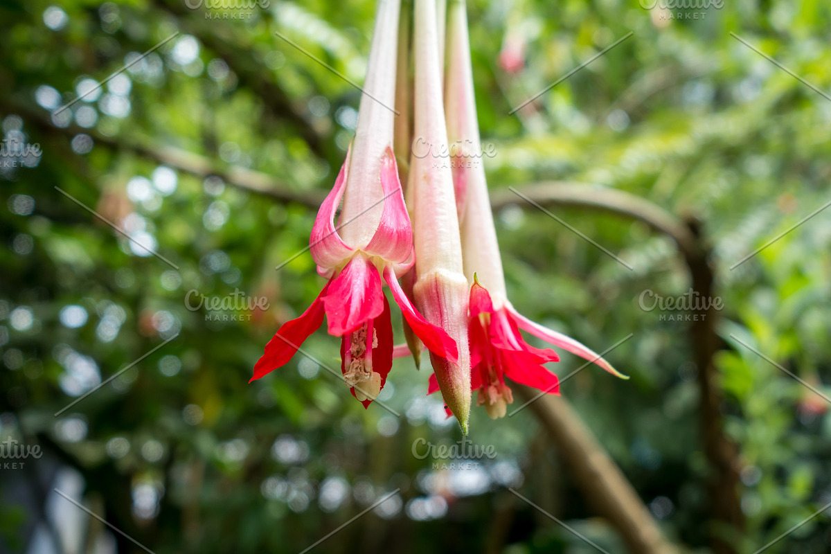 Red and white fuchsia flowers hanging amidst lush tropical green, a Nature Photo by GoodGoods (Photo 2 of 3)