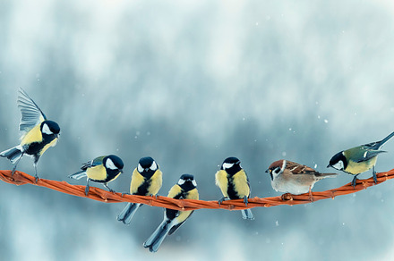 funny little birds, an Animal Photo by nataba