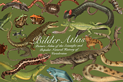 Vintage Vertebrate Animal Atlas, an Object Graphic by Lilithcollageart (Thumbnail 13 of 14)