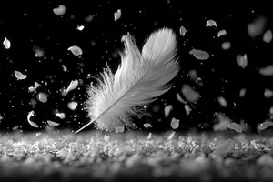 White Feather and Petals on Black, an Animal Photo by Ales Munt