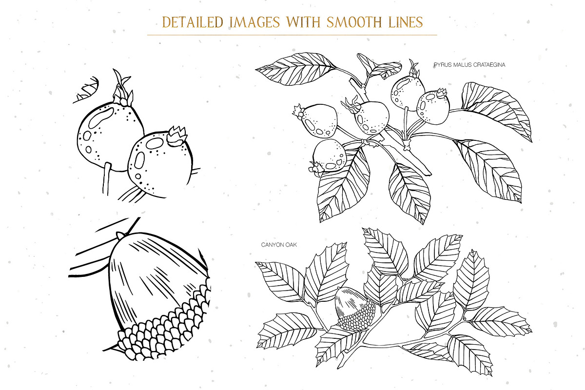 Branches, Leaves and Berries Vol. 2, a Seasonal Illustration by GVGraphics (Photo 10 of 12)