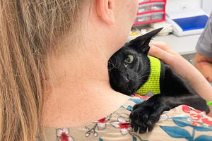 Black cat in vet veterinarian clinic, an Animal Photo by Vapi
